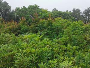 Biodiversity: Putuo experimental site exterior