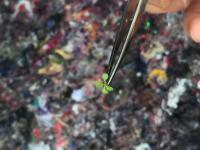 Seedling