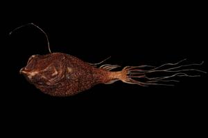 Southern seadevil