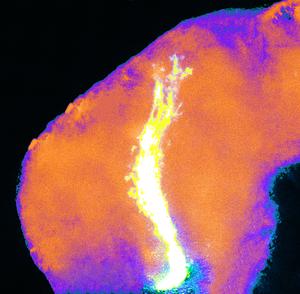 In frog brains, developing axons from the eye follow a specific path to reach their final destination.