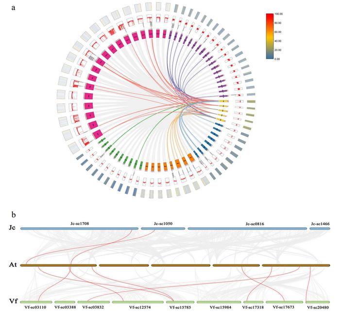 Synteny relationships of Hsp20 genes between A. thaliana and Euphorbiaceae.