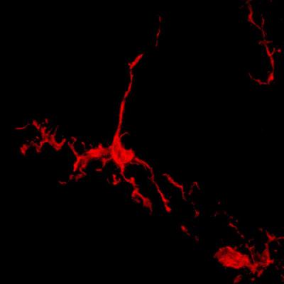 Microglial Cells