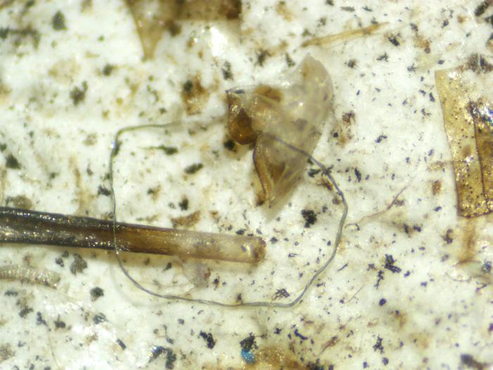 Microplastics WVU