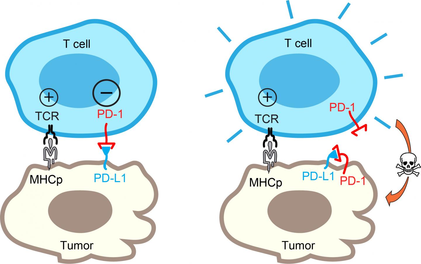 Tumor Brake