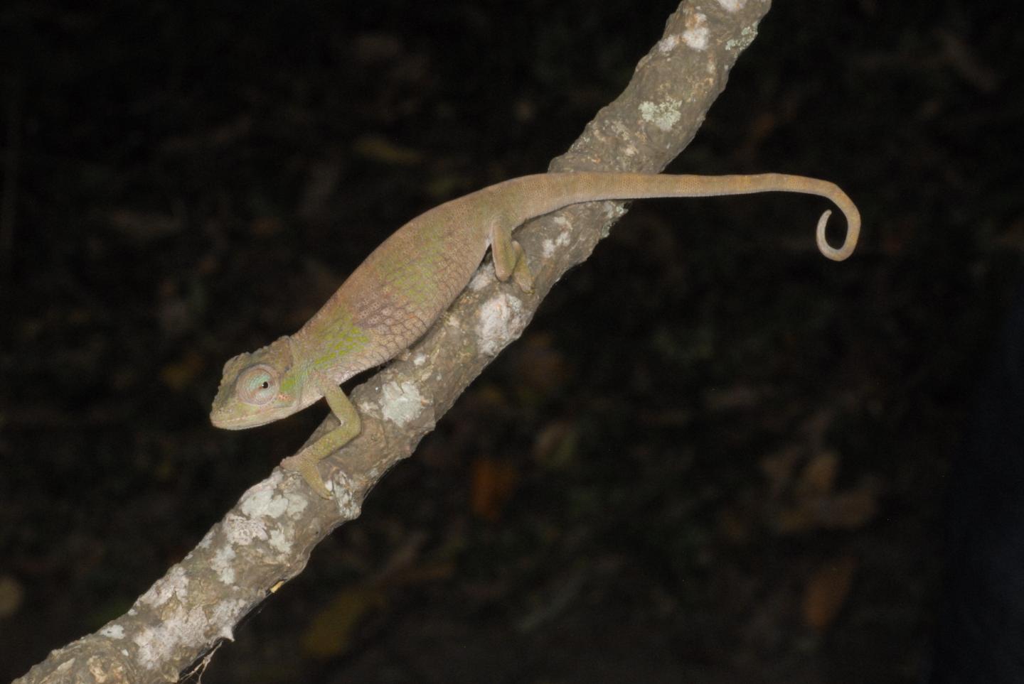 <em>Kinyongia tolleyae</em>