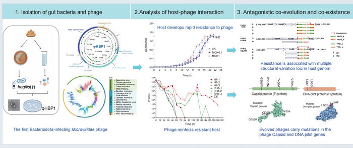 HOW a microvirus FROM the human gut co-evolove with its host.