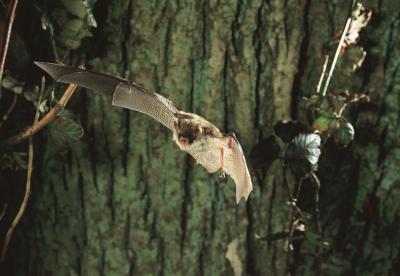 Natterer's Bat