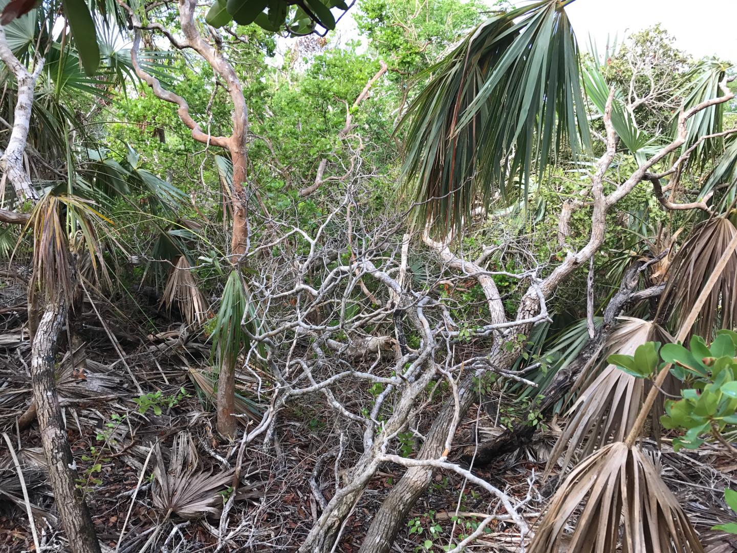 Hurricane Damage