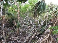 Hurricane Damage