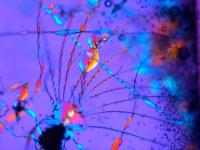 Biomorphs in the Laboratory