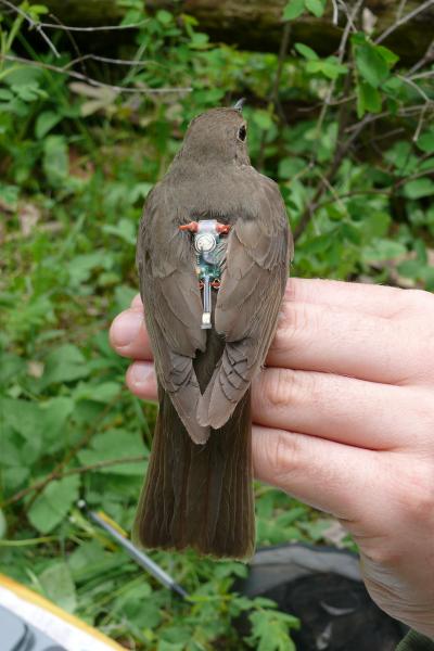 Songbird (1 of 3)