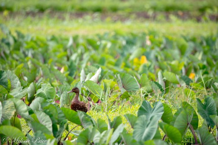 Bird in Kalo (taro patch)