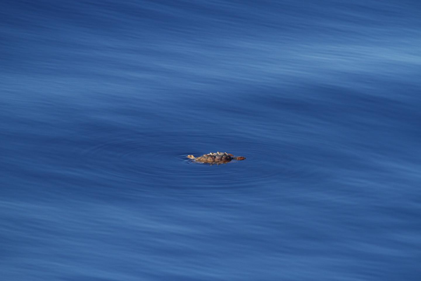 Young Loggerhead Turtle off California