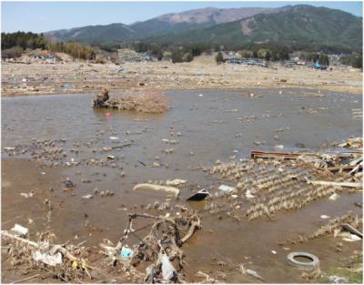 Tsunami Hit Paddy Field