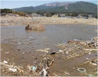 Tsunami Hit Paddy Field