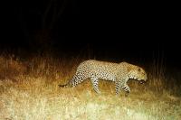 Night Hunter
