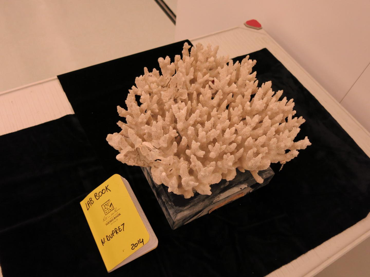Coral Specimen