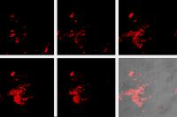 Confocal Microscopy Images