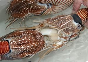 Nautilus pompilius mating