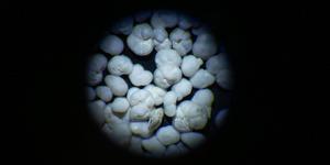 foraminifera under microscope - credit Kaitlin Prince, UMass Boston