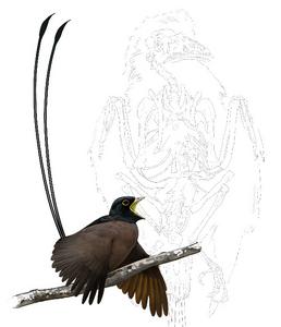 An artist’s impression of Plumadraco with a line drawing of the fossil in the background.