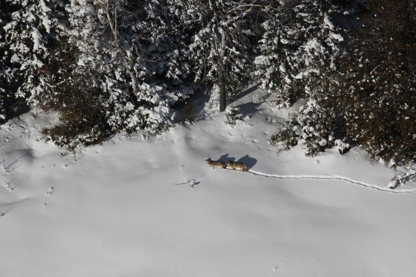 Isle Royale Wolves