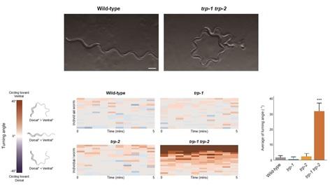 Expression Patterns