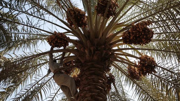 Date palm harvesting