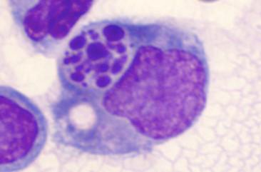 Macrophage