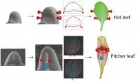 Different Directions of Cell Divisions Form the Pitcher Shape