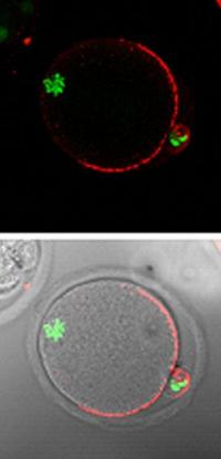 Cell-Surface Discovery May Fundamentally Transform Cancer Treatment