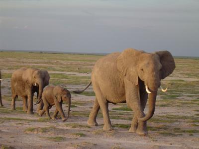 Elephant (2 of 3)