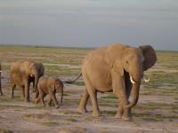 Elephant (2 of 3)