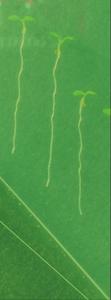 Roots move towards water (15 seconds)