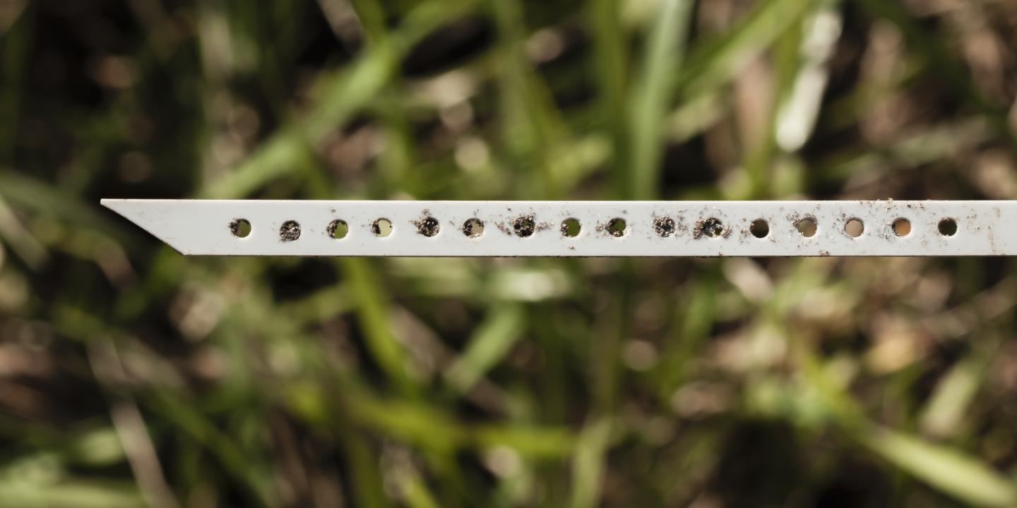 Bait Lamina Strip