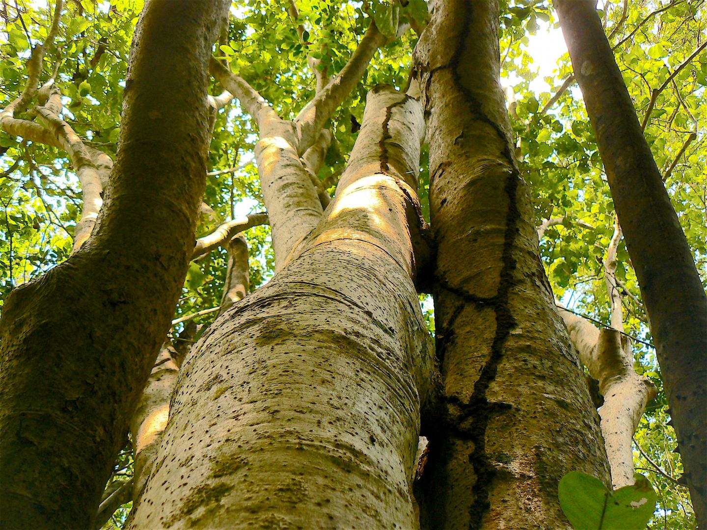 <I>Pisonia horneae</I>