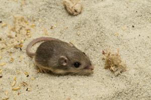 Endangered Pacific pocket mouse, native to Southern California