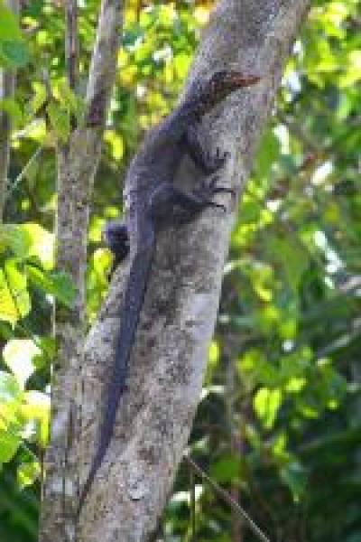 Torch Monitor Lizard