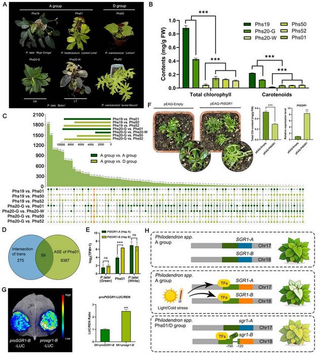 Leaf color differentiation and formation mechanism.