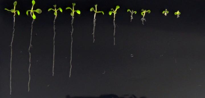 Root Growth