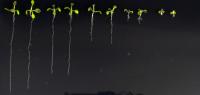 Root Growth