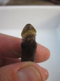 Cichlid Fry