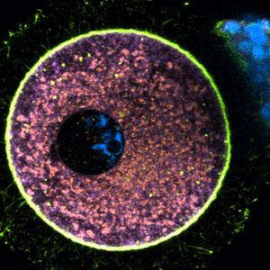 Immature human egg cell