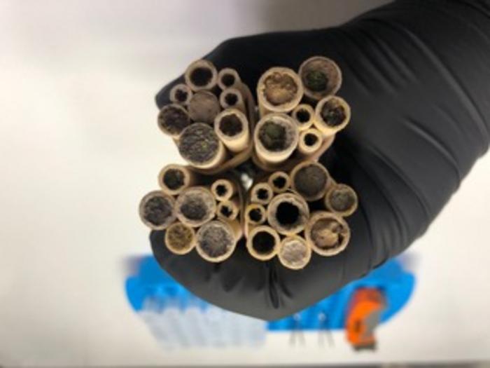 Nesting tubes gathered from one trap nest, ready to be cut open and processed