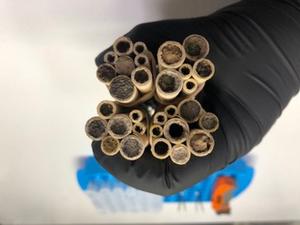 Nesting tubes gathered from one trap nest, ready to be cut open and processed