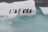 Brünnich's Guillemots