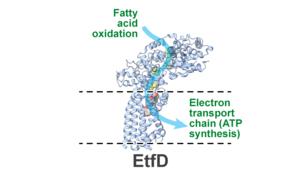 EtfD connecting Fatty Acid Metabolism to Electron Transport Chain