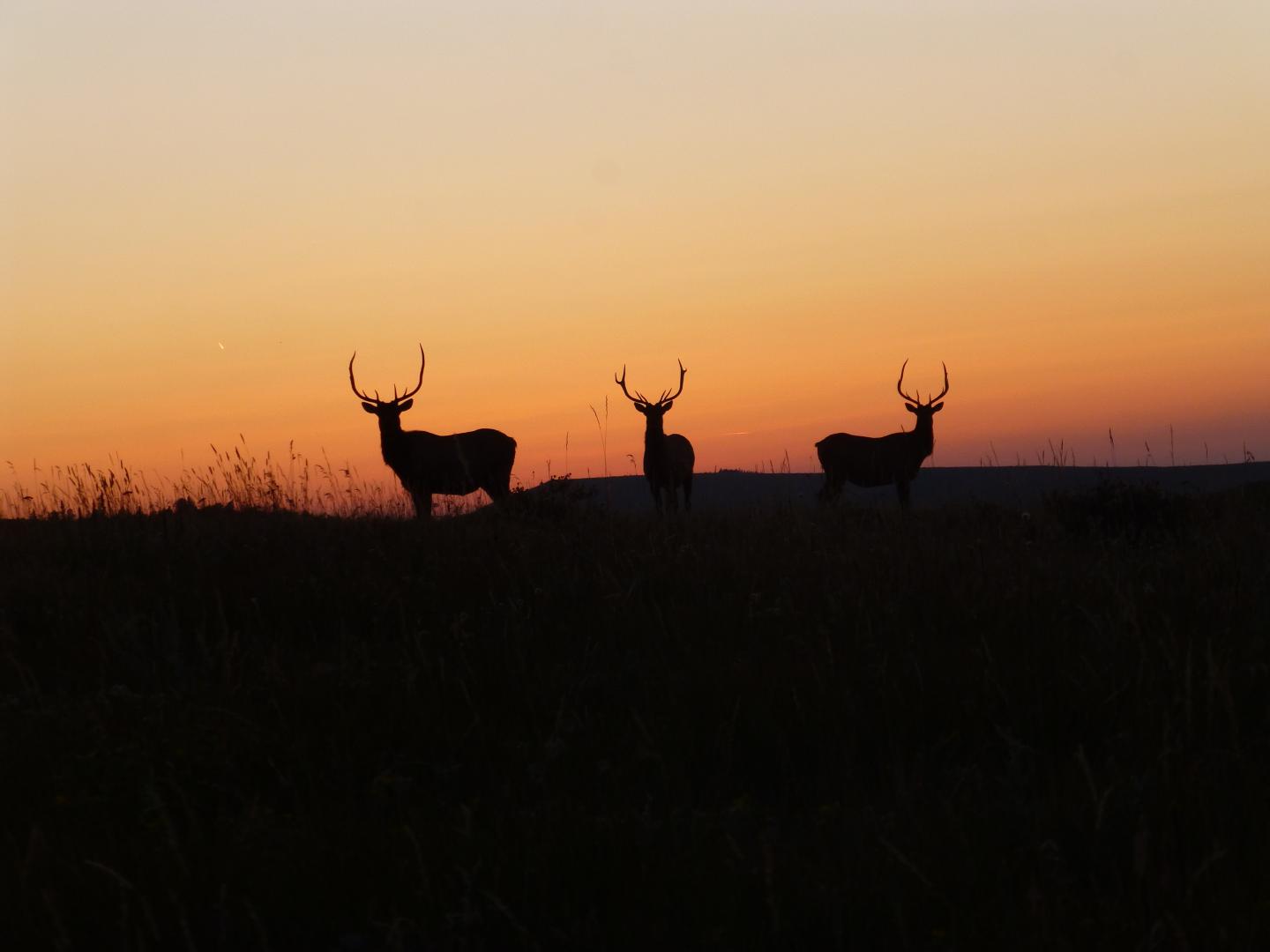 Three Healthy Bull Elk