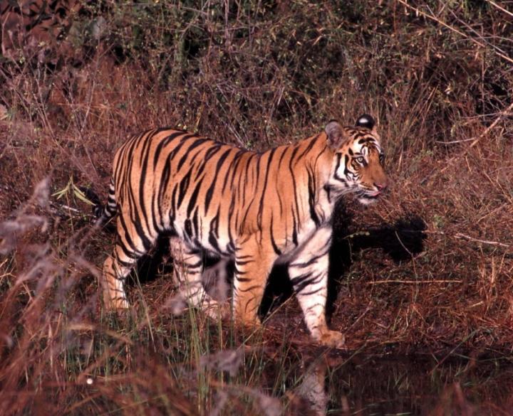 Sumatran Tiger