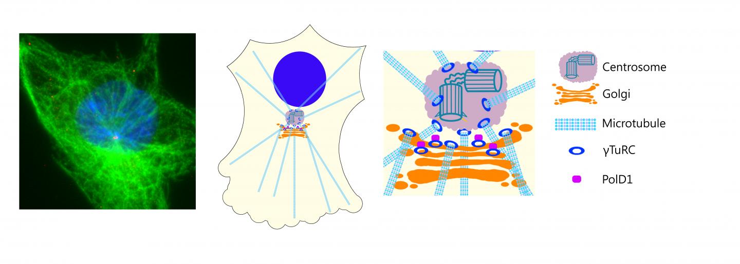Illustration Microtubules Anchored by &#915;turcs at Centrosomes and the Golgi Apparatus